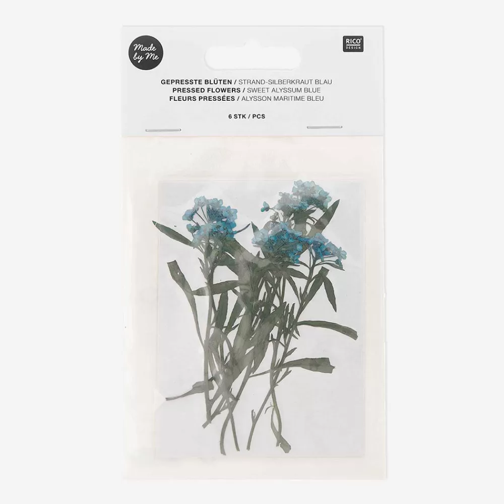 Rico Design Fleurs Sechees : Alysson Bleu