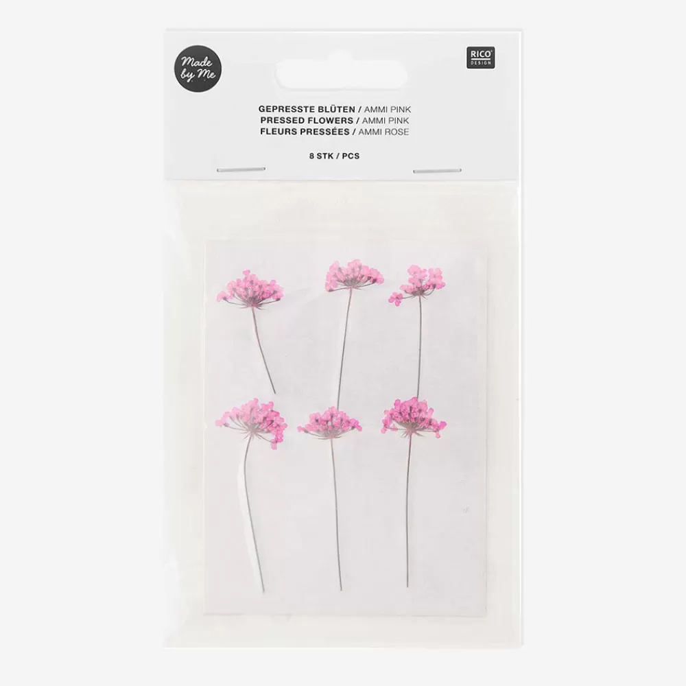 Rico Design Fleurs Sechees : Ammi Rose